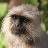 Hanuman Langur