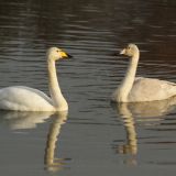 Whooper Swans