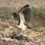 Greater Adjutant