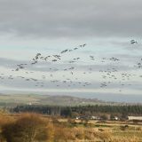 Part of a large flock of Barnacle Geese