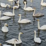 Whooper Swans