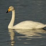 Whooper Swan