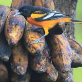 Baltimore Oriole