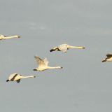 Whooper Swans