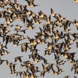 Barnacle Geese