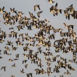 Barnacle Geese