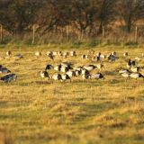 Barnacle Geese