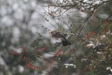 Fieldfare