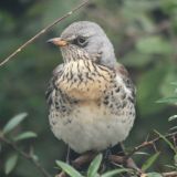 Fieldfare
