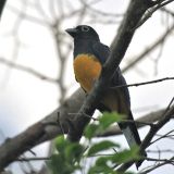 Black-headed Trogon
