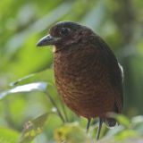 Antpittas