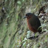 "Maria": Giant Antpitta