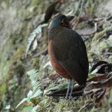 "Maria": Giant Antpitta