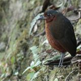 "Maria": Giant Antpitta