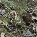 Moustached Antpitta