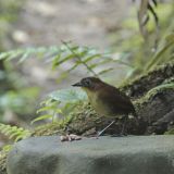Yellow-breasted Antpitta ("Willy")