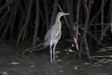 Bare-throated Tiger Heron