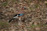 Jay IMG 8484