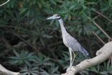 Yellow-crowned Night Heron