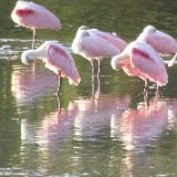 Roseate Spoonbill