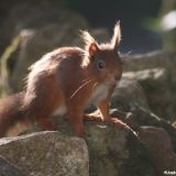 Red Squirrel