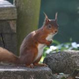 Red Squirrel