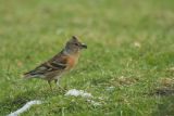 Brambling: a rare visitor to our garden feeders