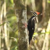 Pileated Woodpecker