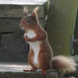 Red Squirrel