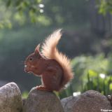 Red Squirrel