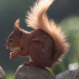 Red Squirrel