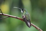 White-throated Mountain Gem
