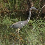 Tricoloured Heron