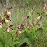 Lady's-slipper