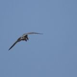 Hobby about to feed