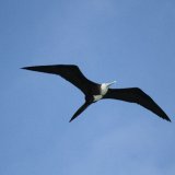 Magnificent Frigatebird