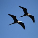 Magnificent Frigatebird