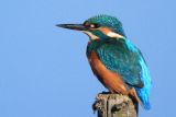Kingfisher, Stodmarsh IMG
