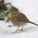 Robin
