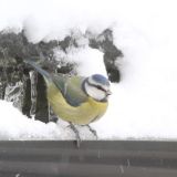 Blue Tit