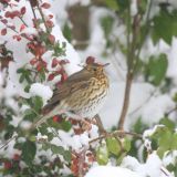 Song Thrush