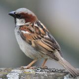 House Sparrow