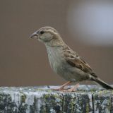 House Sparrow