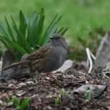 Dunnock
