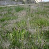 Early Spider Orchid