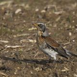 Fieldfare