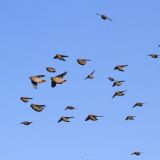 Waxwing Flock