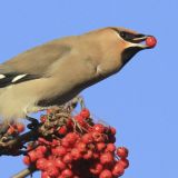 Waxwing Flock