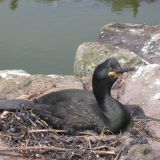 Shag