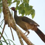 Chaco Chachalaca